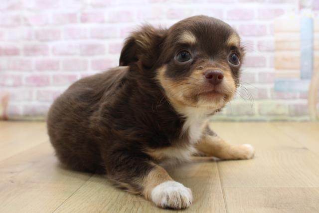 福島県のチワワ(ロング) (Coo&RIKU郡山店/2025年9月6日生まれ/女の子/チョコレートタンホワイト)の子犬の3枚目の画像