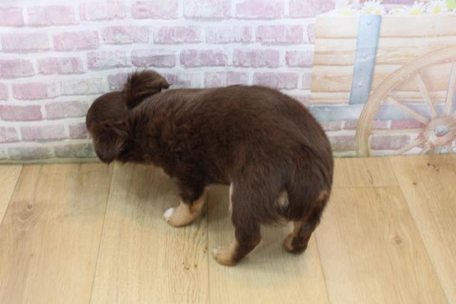 福島県のチワワ(ロング) (Coo&RIKU郡山店/2025年9月6日生まれ/女の子/チョコレートタンホワイト)の子犬の4枚目の画像