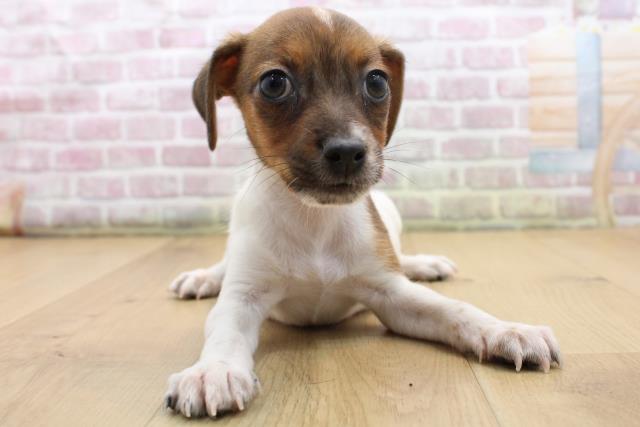 ジャックラッセルテリア