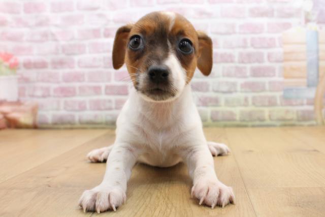 ジャックラッセルテリア