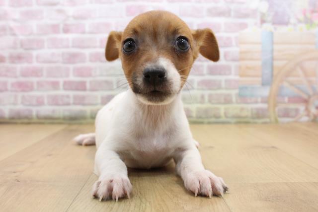 ジャックラッセルテリア