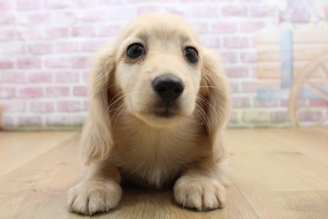 栃木県のミニチュアダックスフンド(ロング) (Coo&RIKU足利店/2025年9月7日生まれ/男の子/イエロー)の子犬の1枚目の画像