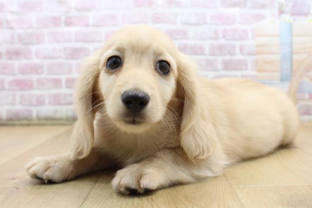 栃木県のミニチュアダックスフンド(ロング) (Coo&RIKU足利店/2025年9月7日生まれ/男の子/イエロー)の子犬の2枚目の画像