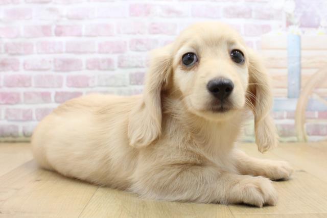 栃木県のミニチュアダックスフンド(ロング) (Coo&RIKU足利店/2025年9月7日生まれ/男の子/イエロー)の子犬の3枚目の画像