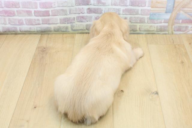 栃木県のミニチュアダックスフンド(ロング) (Coo&RIKU足利店/2025年9月7日生まれ/男の子/イエロー)の子犬の4枚目の画像