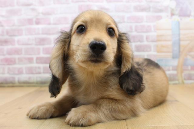 福島県のミニチュアダックスフンド(ロング) (Coo&RIKU郡山店/2025年9月7日生まれ/男の子/シェーデットイエロー)の子犬の2枚目の画像