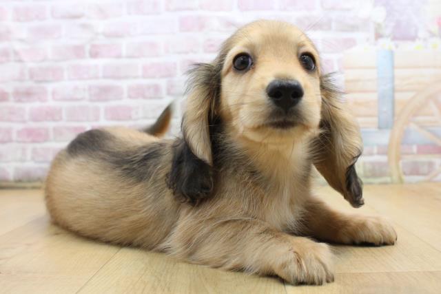 福島県のミニチュアダックスフンド(ロング) (Coo&RIKU郡山店/2025年9月7日生まれ/男の子/シェーデットイエロー)の子犬の3枚目の画像