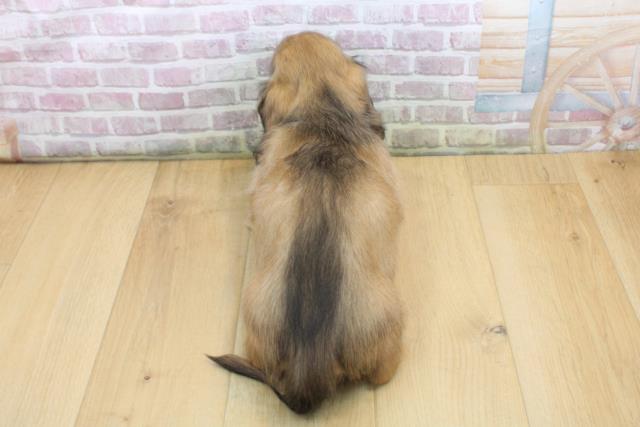 福島県のミニチュアダックスフンド(ロング) (Coo&RIKU郡山店/2025年9月7日生まれ/男の子/シェーデットイエロー)の子犬の4枚目の画像