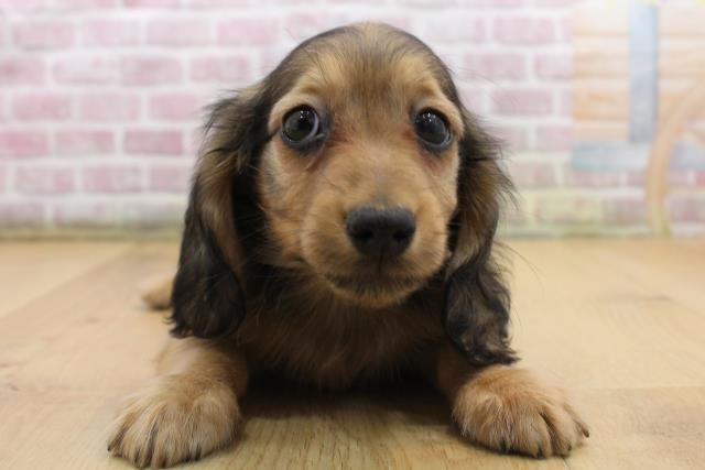 埼玉県のミニチュアダックスフンド(ロング) (Coo&RIKU春日部店/2025年9月7日生まれ/女の子/シェーデットイエロー)の子犬の1枚目の画像