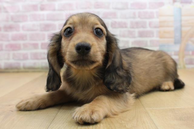 埼玉県のミニチュアダックスフンド(ロング) (Coo&RIKU春日部店/2025年9月7日生まれ/女の子/シェーデットイエロー)の子犬の2枚目の画像