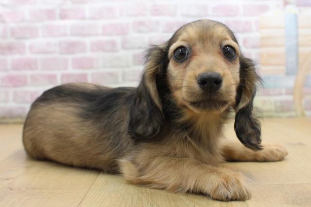 埼玉県のミニチュアダックスフンド(ロング) (Coo&RIKU春日部店/2025年9月7日生まれ/女の子/シェーデットイエロー)の子犬の3枚目の画像