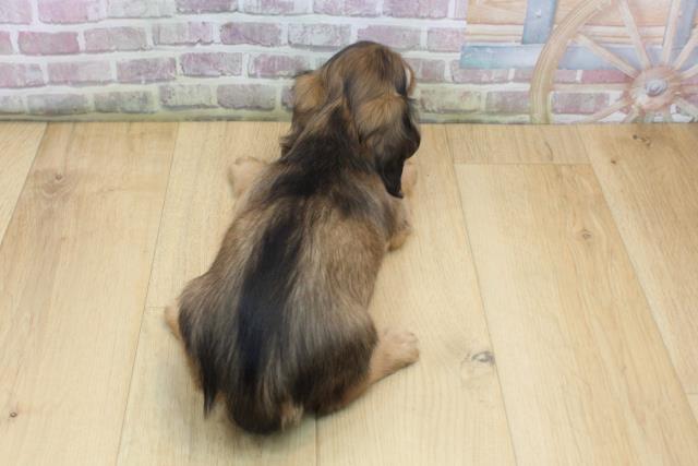 埼玉県のミニチュアダックスフンド(ロング) (Coo&RIKU春日部店/2025年9月7日生まれ/女の子/シェーデットイエロー)の子犬の4枚目の画像