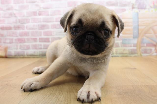 栃木県のパグ (Coo&RIKU宇都宮店/2025年8月29日生まれ/男の子/フォーン)の子犬の1枚目の画像