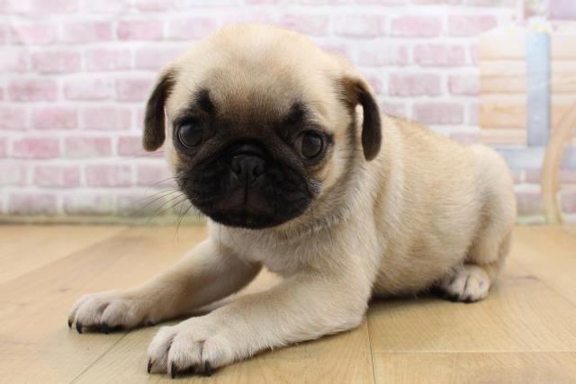 栃木県のパグ (Coo&RIKU宇都宮店/2025年8月29日生まれ/男の子/フォーン)の子犬の2枚目の画像