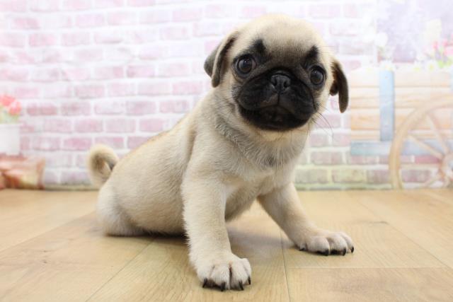 栃木県のパグ (Coo&RIKU宇都宮店/2025年8月29日生まれ/男の子/フォーン)の子犬の3枚目の画像