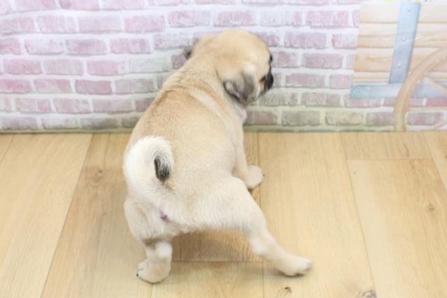 栃木県のパグ (Coo&RIKU宇都宮店/2025年8月29日生まれ/男の子/フォーン)の子犬の4枚目の画像