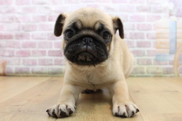 栃木県のパグ (Coo&RIKU足利店/2025年8月29日生まれ/男の子/フォーン)の子犬の1枚目の画像