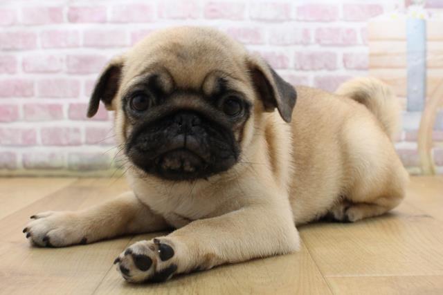 栃木県のパグ (Coo&RIKU足利店/2025年8月29日生まれ/男の子/フォーン)の子犬の2枚目の画像