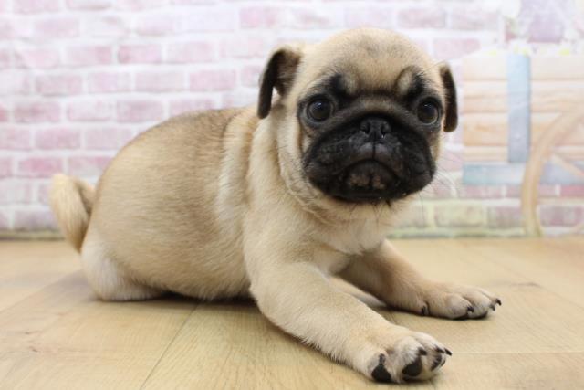 栃木県のパグ (Coo&RIKU足利店/2025年8月29日生まれ/男の子/フォーン)の子犬の3枚目の画像