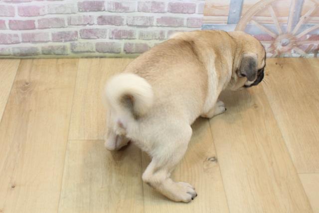 栃木県のパグ (Coo&RIKU足利店/2025年8月29日生まれ/男の子/フォーン)の子犬の4枚目の画像