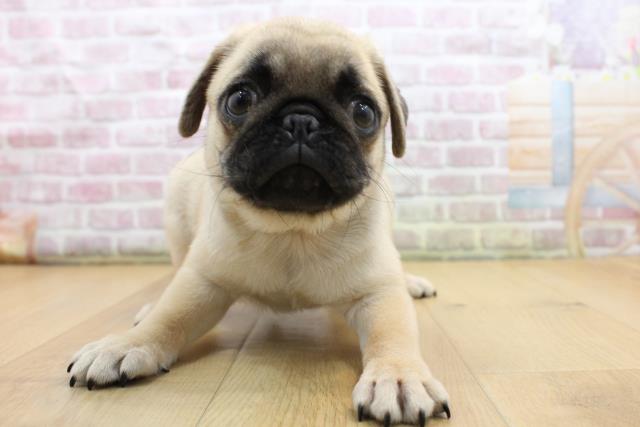 群馬県のパグ (Coo&RIKU前橋店/2025年8月29日生まれ/男の子/フォーン)の子犬の1枚目の画像