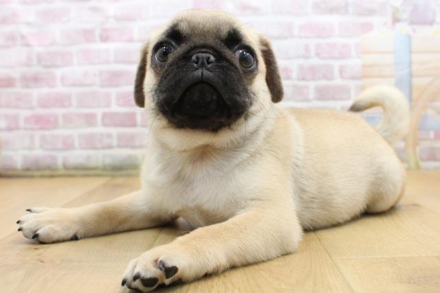 群馬県のパグ (Coo&RIKU前橋店/2025年8月29日生まれ/男の子/フォーン)の子犬の2枚目の画像