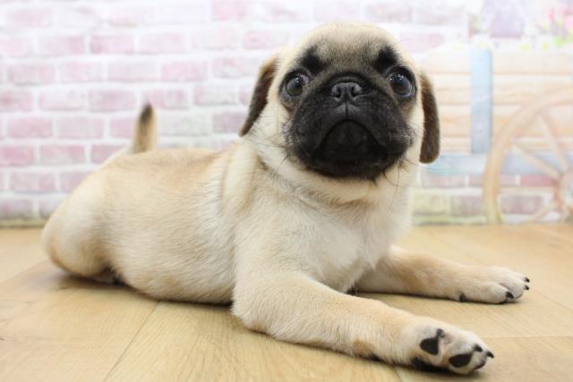 群馬県のパグ (Coo&RIKU前橋店/2025年8月29日生まれ/男の子/フォーン)の子犬の3枚目の画像