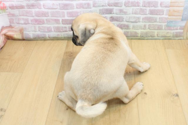 群馬県のパグ (Coo&RIKU前橋店/2025年8月29日生まれ/男の子/フォーン)の子犬の4枚目の画像