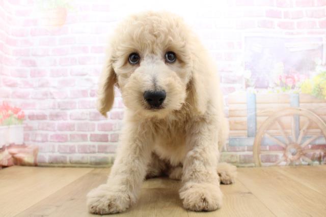 スタンダードプードル