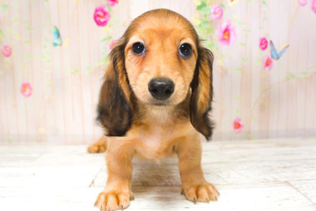 北海道のミニチュアダックスフンド(ロング) (Coo&RIKU苫小牧店/2025年9月1日生まれ/女の子/シェーデットイエロー)の子犬の1枚目の画像