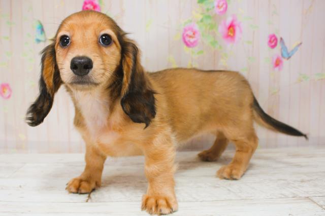 北海道のミニチュアダックスフンド(ロング) (Coo&RIKU苫小牧店/2025年9月1日生まれ/女の子/シェーデットイエロー)の子犬の2枚目の画像