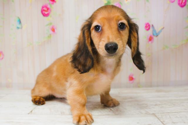 北海道のミニチュアダックスフンド(ロング) (Coo&RIKU苫小牧店/2025年9月1日生まれ/女の子/シェーデットイエロー)の子犬の3枚目の画像