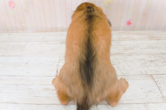 北海道のミニチュアダックスフンド(ロング) (Coo&RIKU苫小牧店/2025年9月1日生まれ/女の子/シェーデットイエロー)の子犬の4枚目の画像