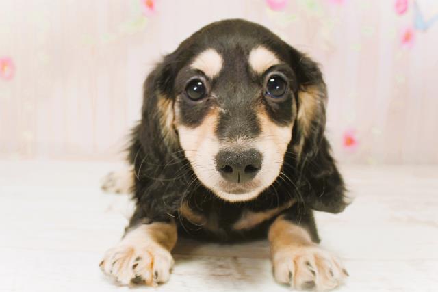 北海道のミニチュアダックスフンド(ロング) (Coo&RIKU札幌東店/2025年9月1日生まれ/女の子/ブラックタン)の子犬の1枚目の画像