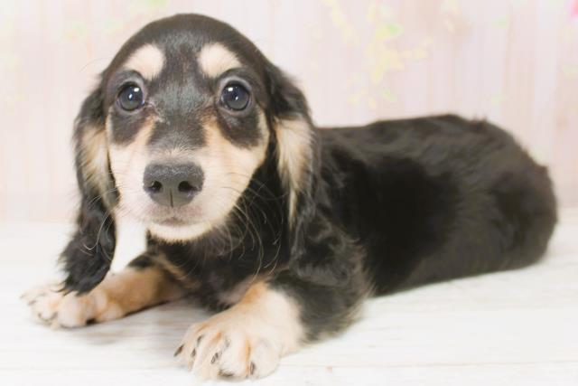 北海道のミニチュアダックスフンド(ロング) (Coo&RIKU札幌東店/2025年9月1日生まれ/女の子/ブラックタン)の子犬の2枚目の画像