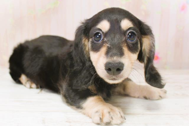 北海道のミニチュアダックスフンド(ロング) (Coo&RIKU札幌東店/2025年9月1日生まれ/女の子/ブラックタン)の子犬の3枚目の画像