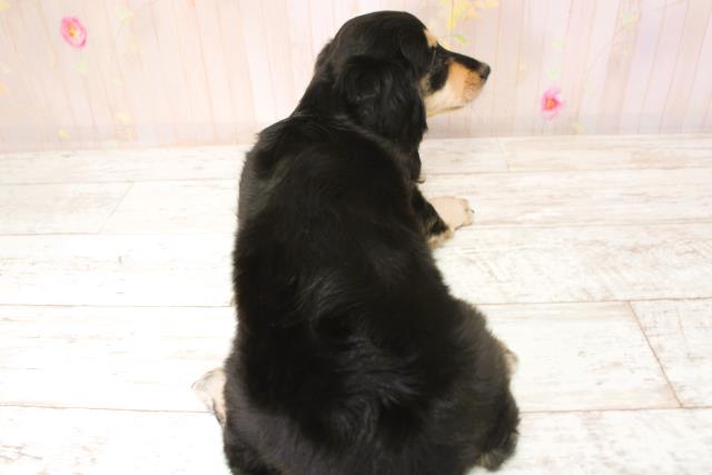 北海道のミニチュアダックスフンド(ロング) (Coo&RIKU札幌東店/2025年9月1日生まれ/女の子/ブラックタン)の子犬の4枚目の画像