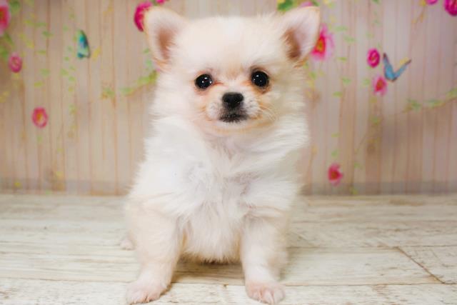 神奈川県のチワワ(ロング) (Coo&RIKU秦野店/2025年9月5日生まれ/男の子/クリームホワイト)の子犬の1枚目の画像