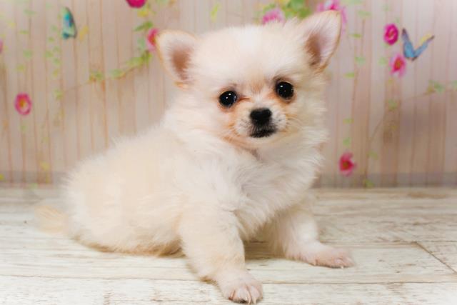 神奈川県のチワワ(ロング) (Coo&RIKU秦野店/2025年9月5日生まれ/男の子/クリームホワイト)の子犬の3枚目の画像