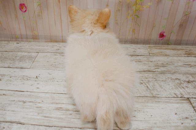 神奈川県のチワワ(ロング) (Coo&RIKU秦野店/2025年9月5日生まれ/男の子/クリームホワイト)の子犬の4枚目の画像