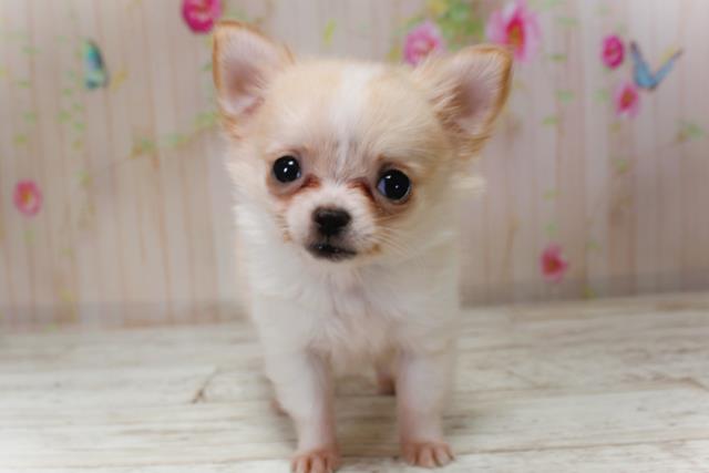 神奈川県のチワワ(ロング) (Coo&RIKU藤沢店/2025年9月5日生まれ/男の子/クリームホワイト)の子犬の1枚目の画像