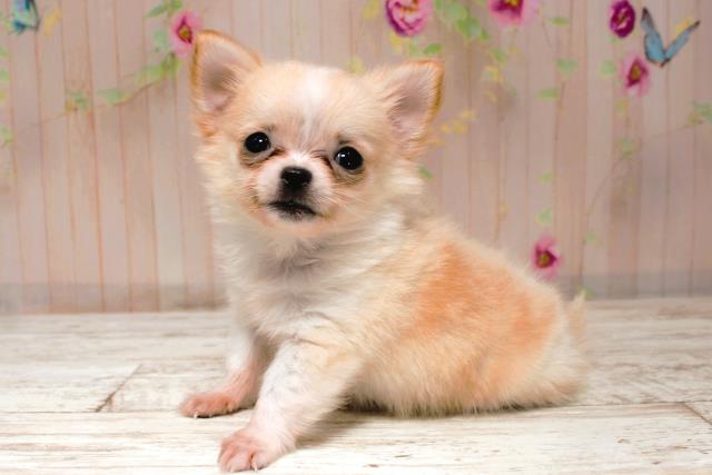 神奈川県のチワワ(ロング) (Coo&RIKU藤沢店/2025年9月5日生まれ/男の子/クリームホワイト)の子犬の2枚目の画像