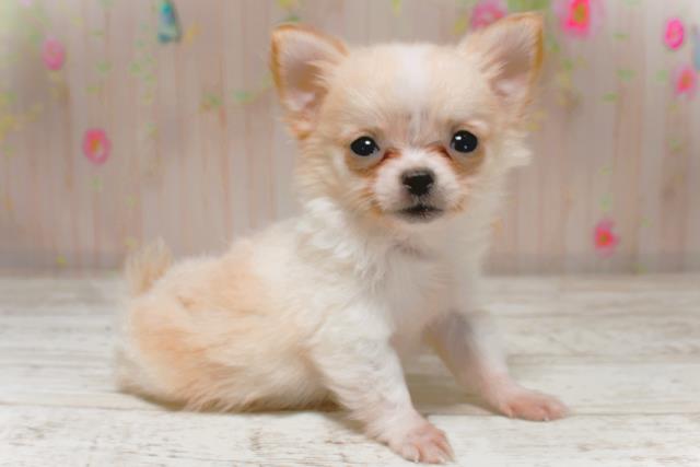 神奈川県のチワワ(ロング) (Coo&RIKU藤沢店/2025年9月5日生まれ/男の子/クリームホワイト)の子犬の3枚目の画像