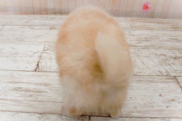 神奈川県のチワワ(ロング) (Coo&RIKU藤沢店/2025年9月5日生まれ/男の子/クリームホワイト)の子犬の4枚目の画像