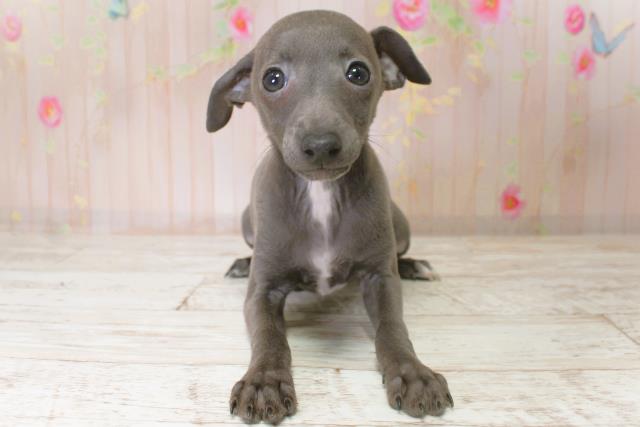 北海道のイタリアングレーハウンド (Coo&RIKU苫小牧店/2025年9月1日生まれ/女の子/ブルーホワイト)の子犬の1枚目の画像