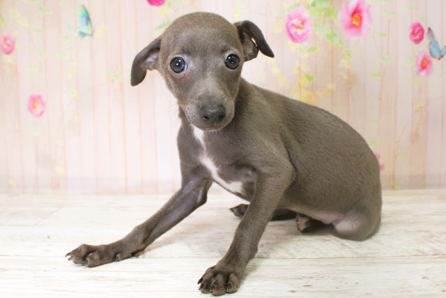 北海道のイタリアングレーハウンド (Coo&RIKU苫小牧店/2025年9月1日生まれ/女の子/ブルーホワイト)の子犬の2枚目の画像