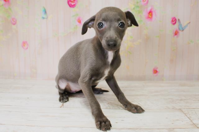 北海道のイタリアングレーハウンド (Coo&RIKU苫小牧店/2025年9月1日生まれ/女の子/ブルーホワイト)の子犬の3枚目の画像