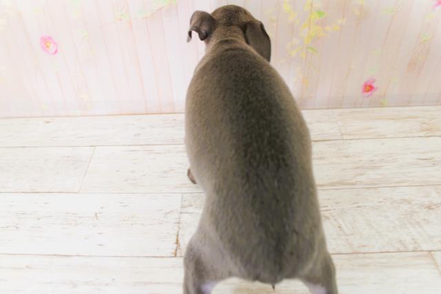 北海道のイタリアングレーハウンド (Coo&RIKU苫小牧店/2025年9月1日生まれ/女の子/ブルーホワイト)の子犬の4枚目の画像