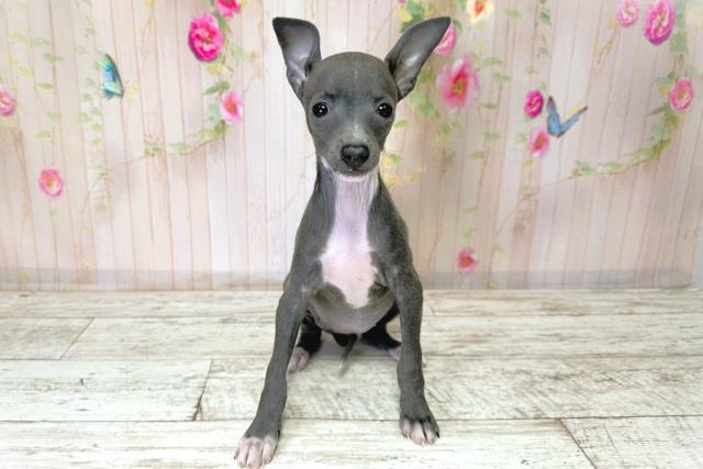 北海道のイタリアングレーハウンド (Coo&RIKU札幌西店/2025年9月1日生まれ/女の子/ブルーホワイト)の子犬の1枚目の画像