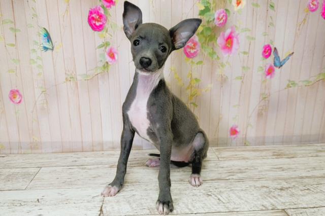 北海道のイタリアングレーハウンド (Coo&RIKU札幌西店/2025年9月1日生まれ/女の子/ブルーホワイト)の子犬の2枚目の画像